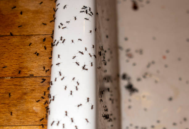 Best Wasp Removal Services  in Eatontown, NJ