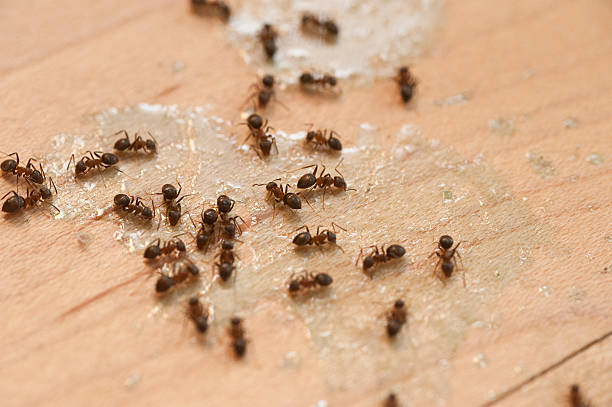  Eatontown, NJ Pest Control Pros